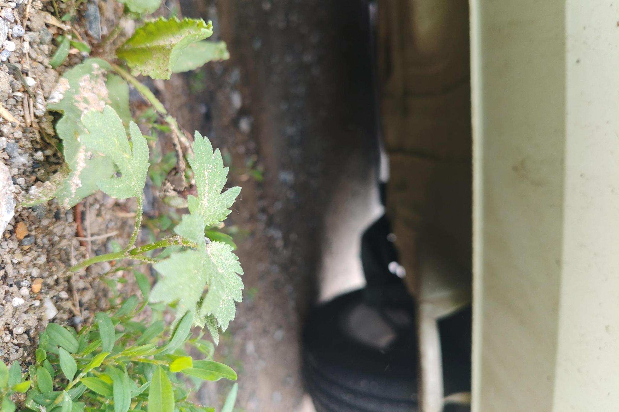 Volkswagen Bora id 4439423 из Китая 12